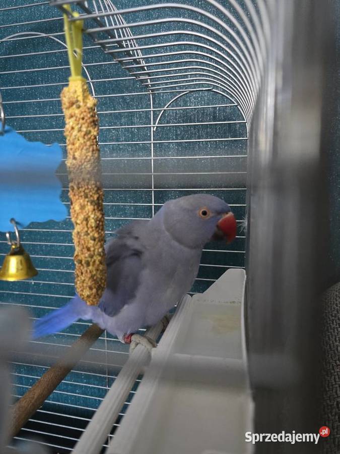 Papuga aleksandretta Bielsko-Biała