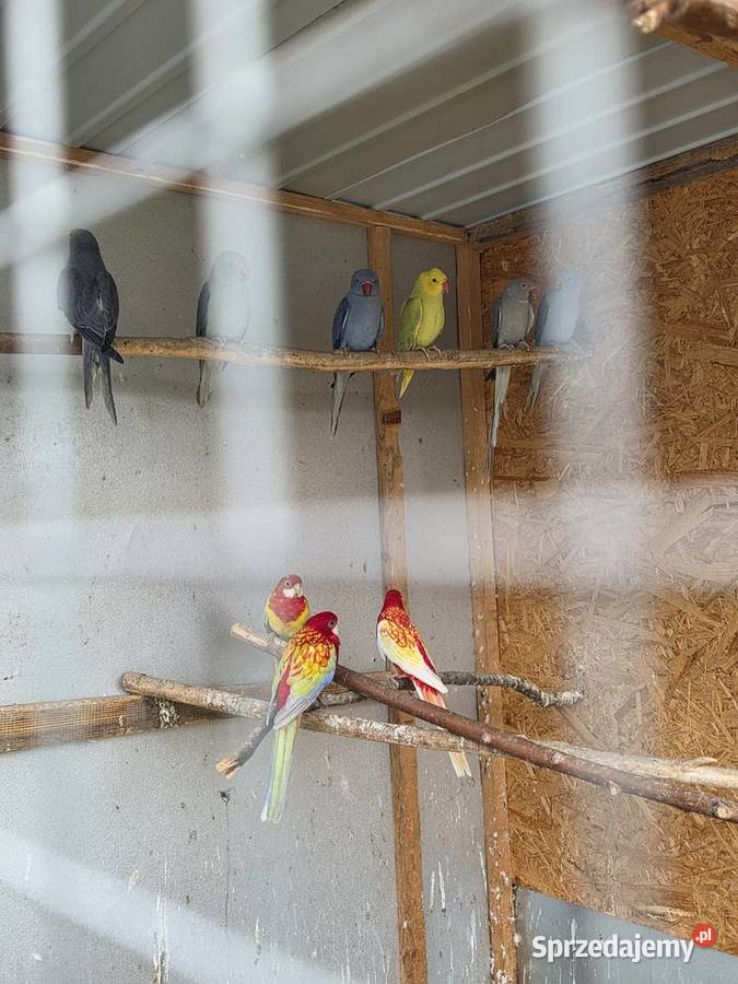 Sprzedam papugi Proszowice sprzedam