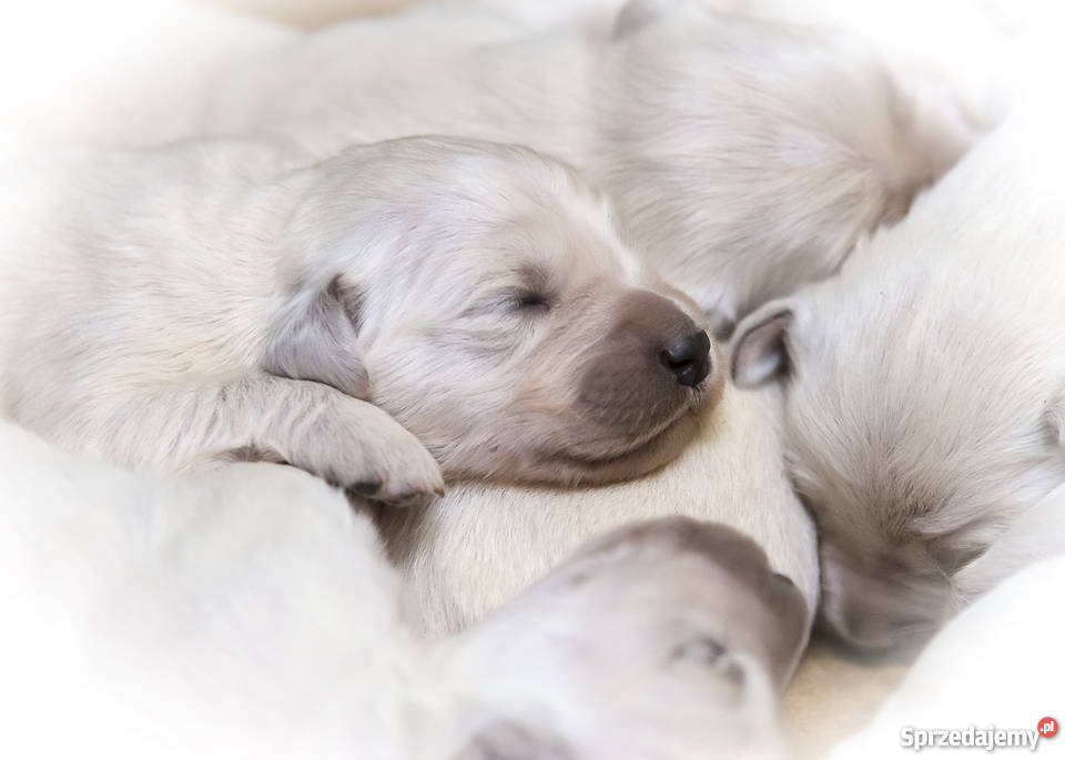szczenięta Golden Retriever rezerwacja Głogów Małopolski sprzedam