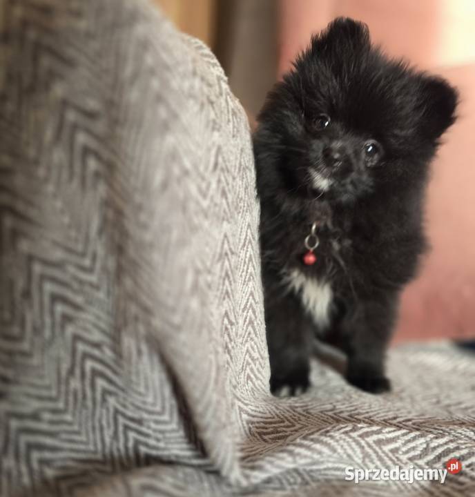 Pomeranian szpic miniaturowy małopolskie Tarnów