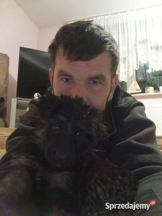 Szczeniaczki Rasy Owczarek Niemiecki długowłosy Niemodlin