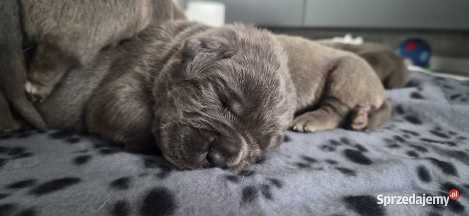 Cane corso Bychawa sprzedam