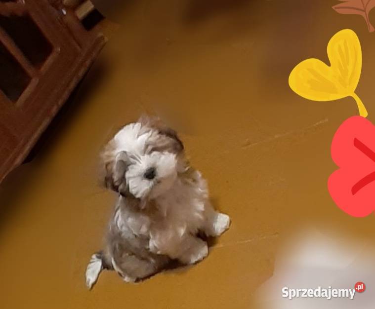 Malshi maltanczyk shih tzu śląskie Rydułtowy