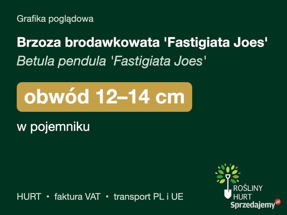 Brzoza brodawkowata Fastigiata Joes obw 1214 w