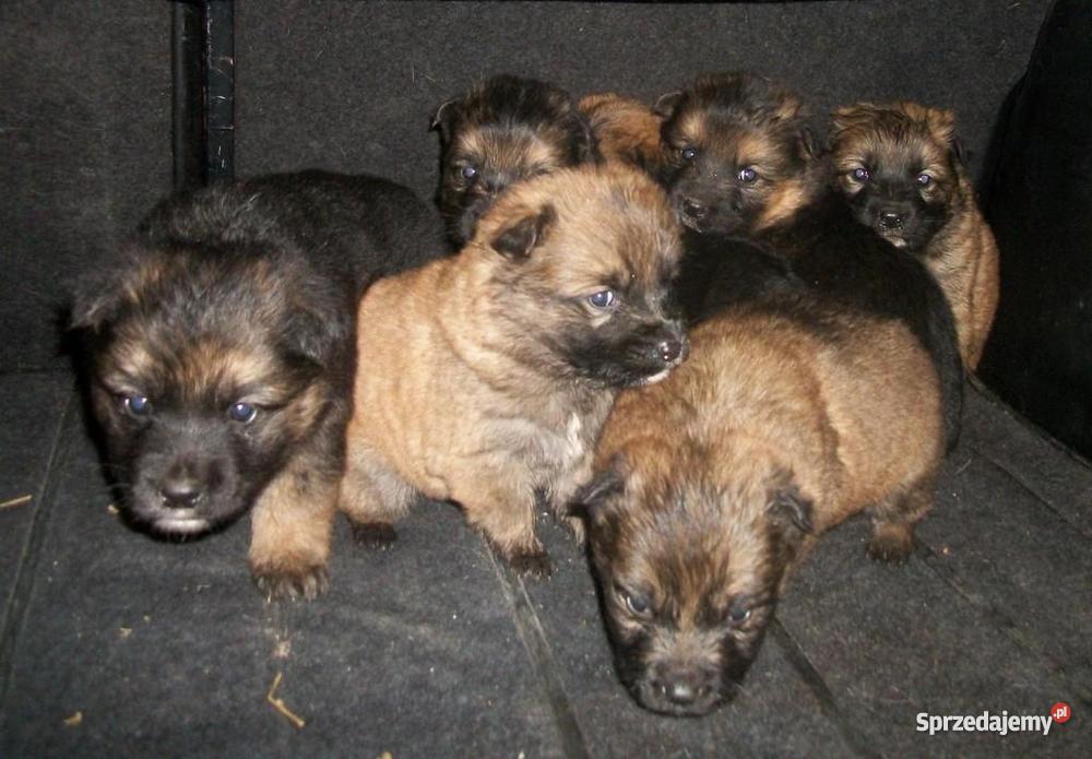 Szczenięta wyrosną na kudłate psy Białystok