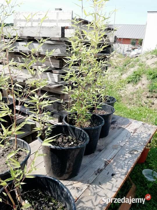Bambus ogrodowy Trawy sprzedam