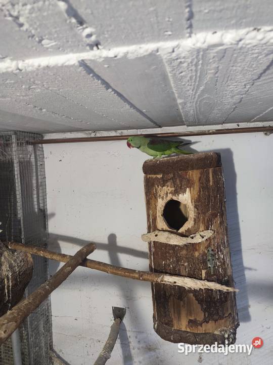 Aleksandretty wielkie dwa samce Ptaki Pszczyna