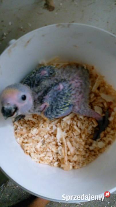 Amazonki niebieskoczelne pisklaki Wodzisław Śląski