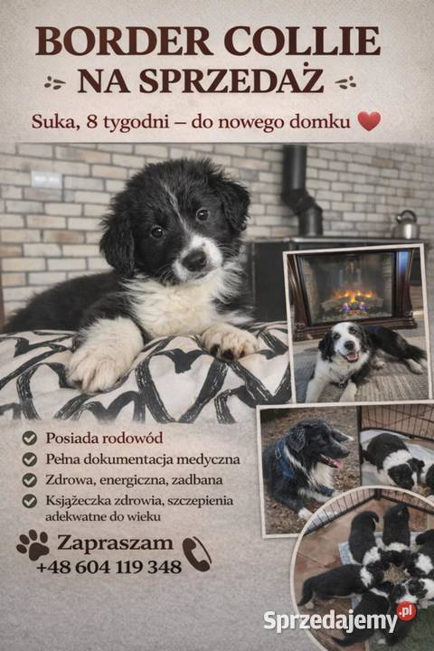 Border Collie Border Family Suchedniów