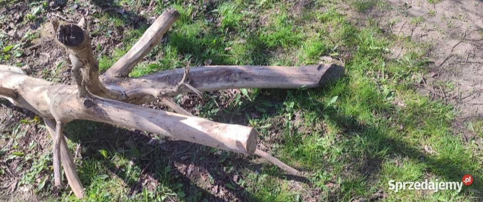 Drewno kłoda orzecha włoskiego