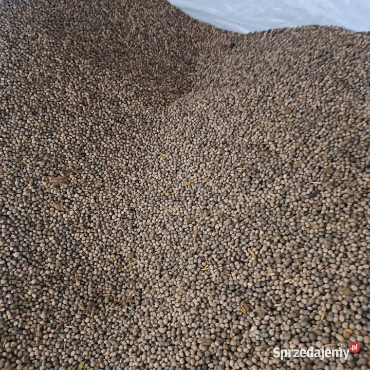 Łubin żułty szerokolistny Siedliska