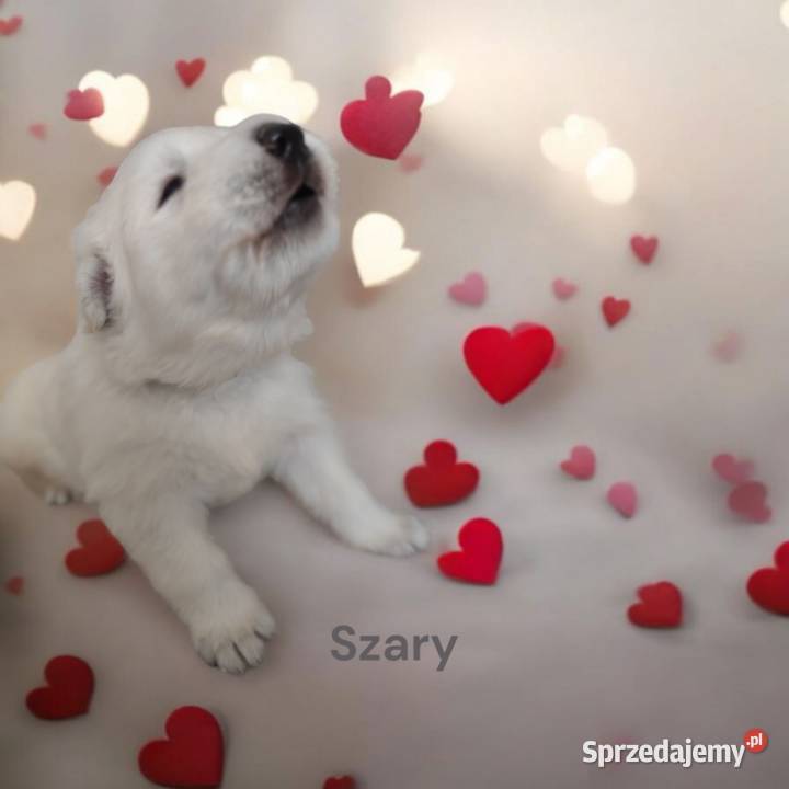 Biały Owczarek Szwajcarski ZKwP FCI szczenieta Psy mazowieckie Grodzisk Mazowiecki