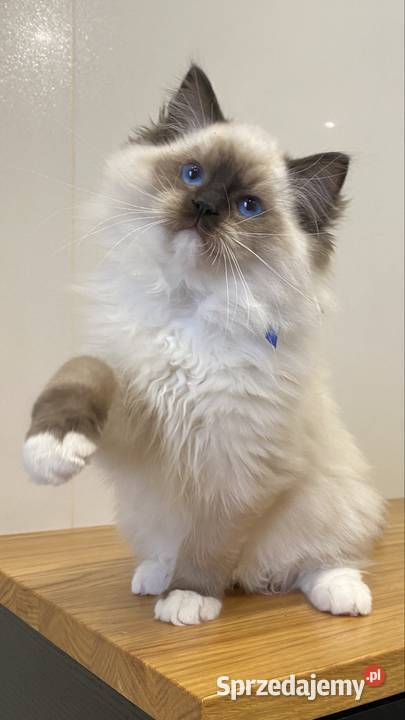 Kocurek ragdoll prawdziwy międzynarodowy rodowód Katowice