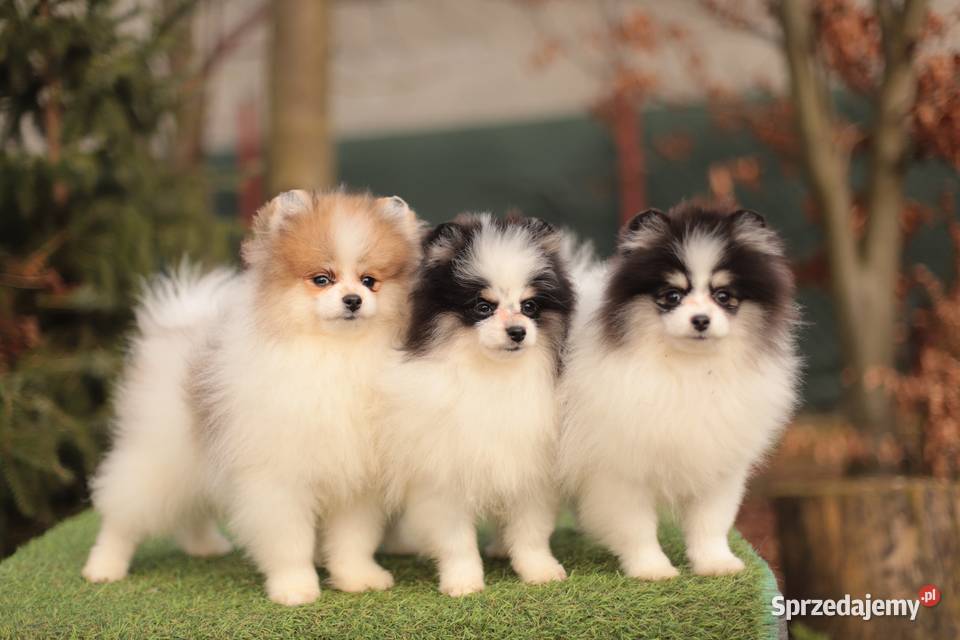 Szpice miniaturowe Gostynin sprzedam