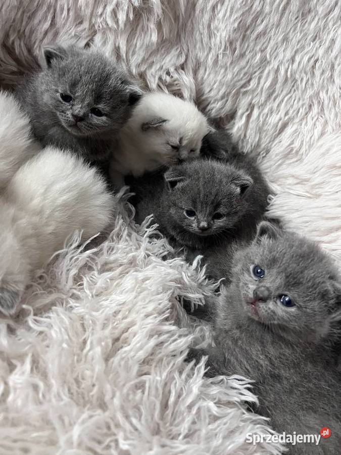 Uroczy Brytyjski kotek Rzeszów podkarpackie Medynia Głogowska