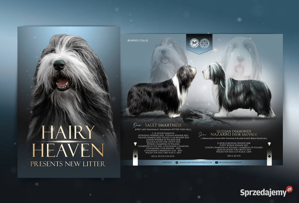 Bearded Collie FCI szczenięta Pozostałe Kalisz sprzedam