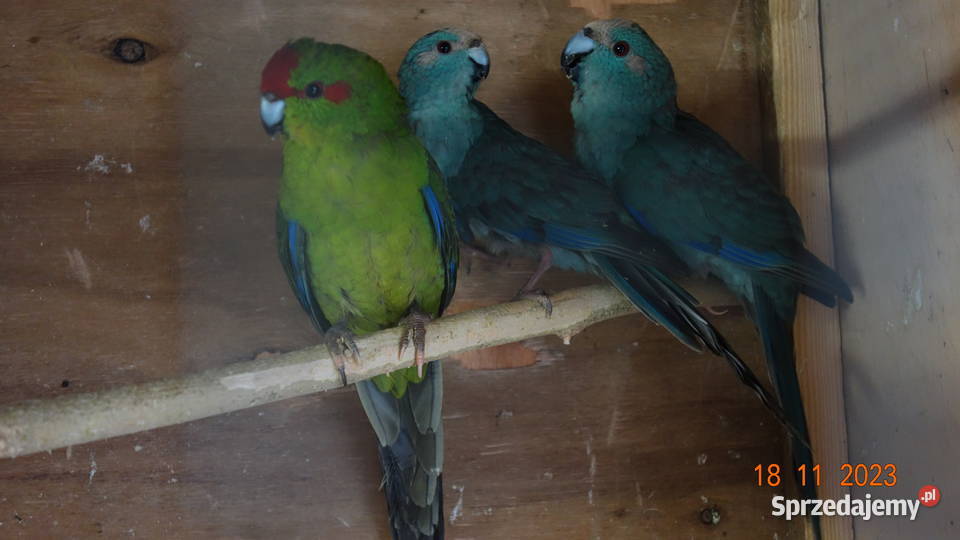 Papugi Kozie Modrolotki kujawsko-pomorskie Falęcin