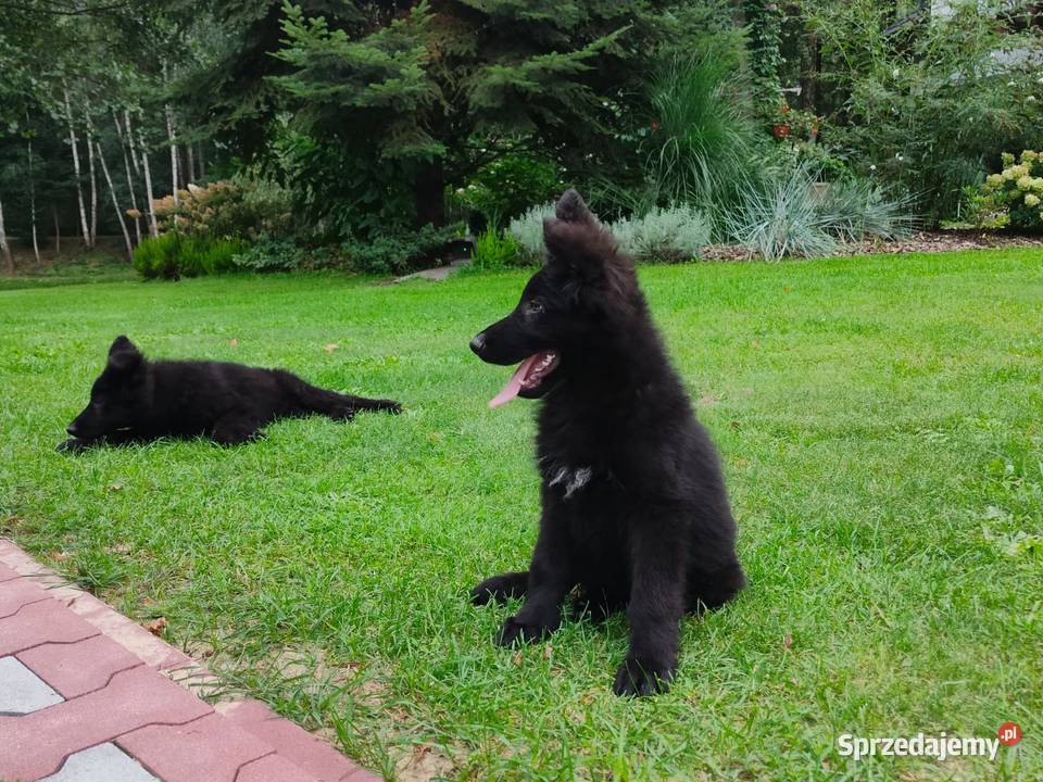 owczarek niemiecki długowłosy czarny suka Kolonia Niechmirów