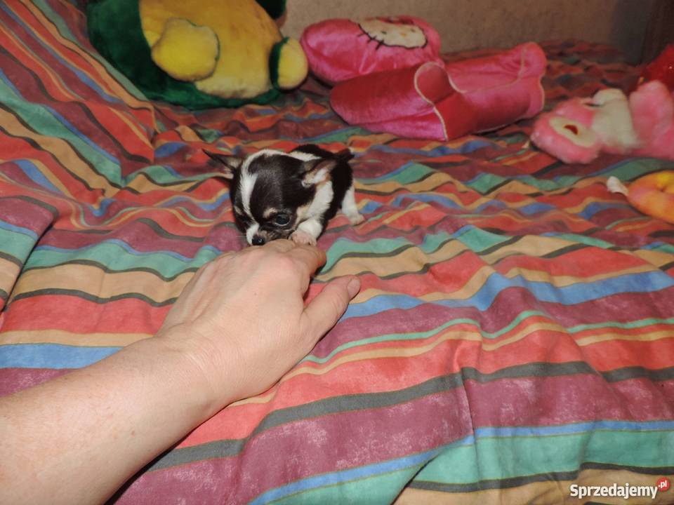 Chihuahua Exclusiv XXS piękne słodziaki Kołobrzeg