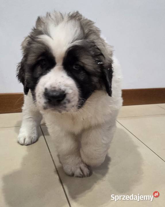 Mastif Pirenejski ZKwPKrakow szczeniaki dostepne Ochmanów