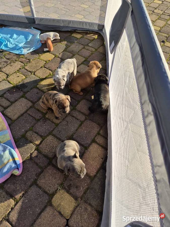 Buldogi francuskie Zwierzęta Besko sprzedam