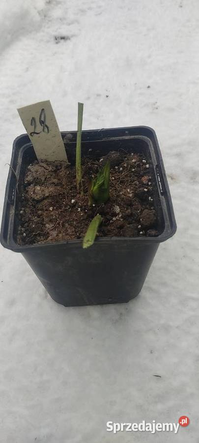 Ciemiernik wschodni Double Pink Spotted z Ogród sprzedam