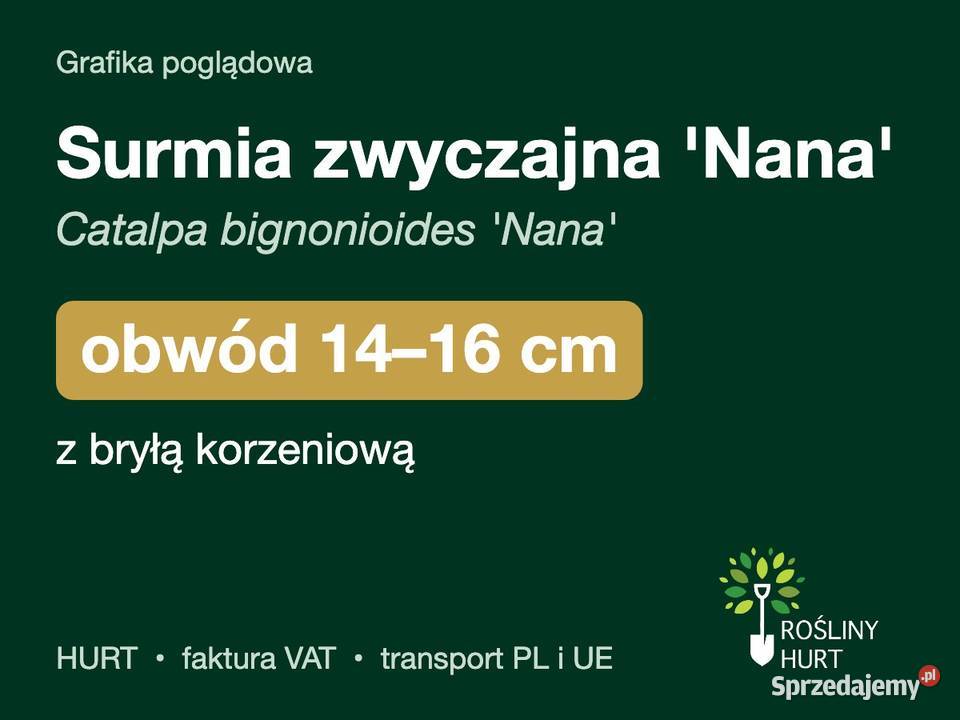 Surmia zwyczajna Nana obwód 1416 z bryłą HURT