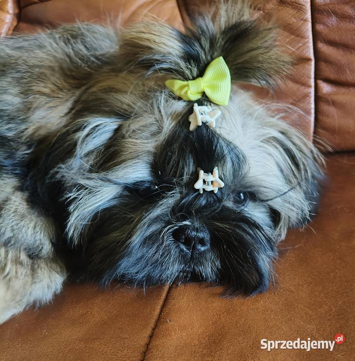 Shih tzu Suczka i Piesek Wałbrzych
