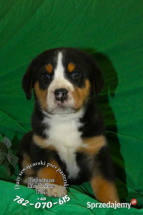 Duży Szwajcarski Pies Pasterski szczeniak Dąbrowa Górnicza