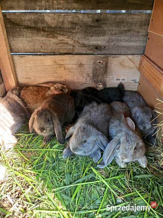 Króliki barany francuskie Zezulin Pierwszy