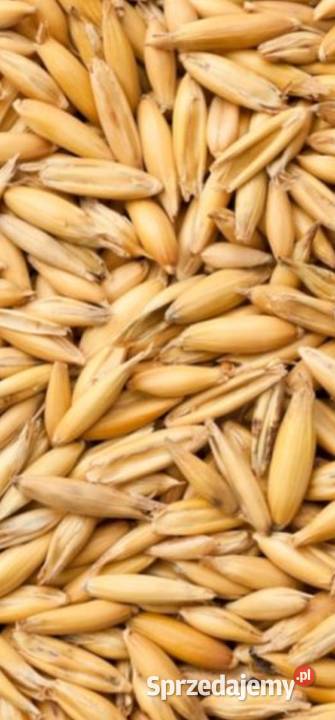 Owies tegoroczny około 4 tony lubelskie Brzeziny