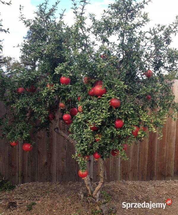 GRANATOWIEC WŁAŚCIWY Punica granatum NASIONA kujawsko-pomorskie