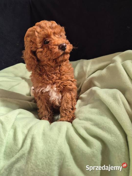 pudel toy Pozostałe Szczecin