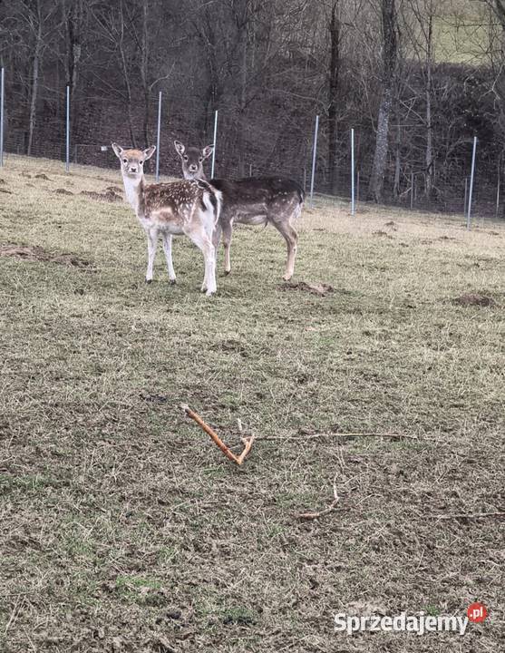 Szprzedam Daniele podkarpackie Jabłonka