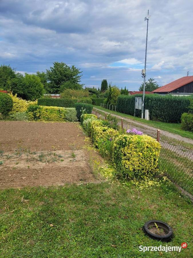 Działka ROD Przylesie 48 Głównej aleji prąd Lubin