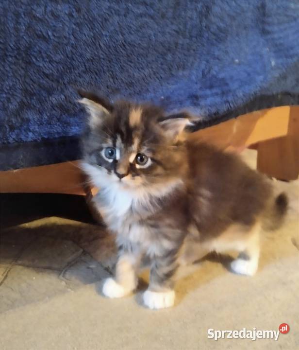 Pati to śliczna kotka rasy Maine Coon Zielona Góra