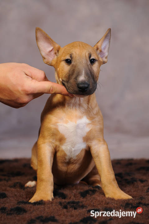 Bulterier Standard z rodowodem hodowla FCI Rytel