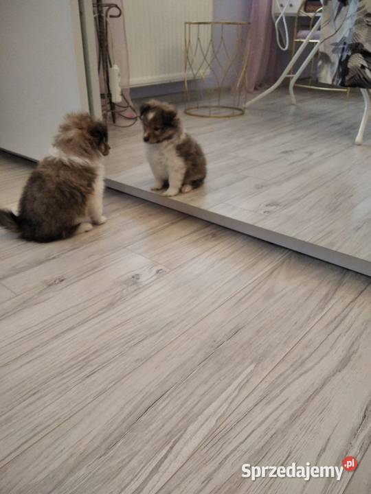 OWCZAREK SZETLANDZKI Rokietnica