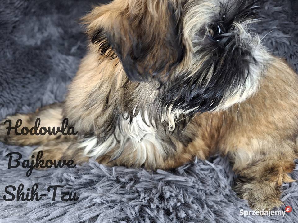 Szczeniaczki shih tzu suczki pieski czekoladowe Grabów