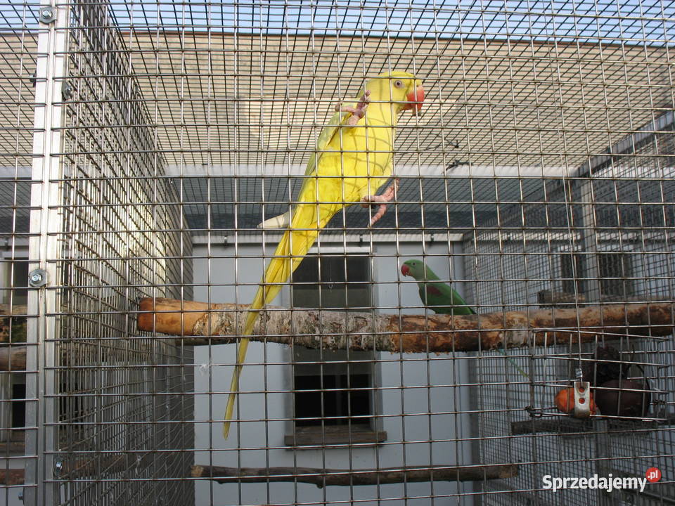 Aleksandretty Większe para