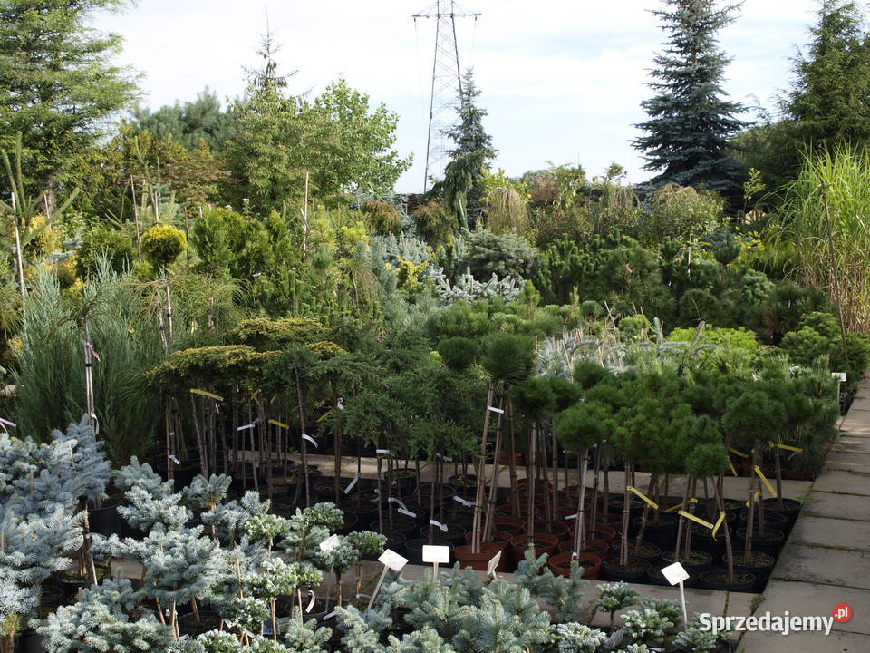 Cis pospolity Wojtek wąska zielona kolumna Osiny Kępno