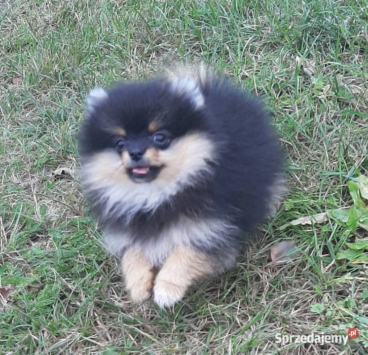Szpic miniaturowy pomeranian sunia Szpic miniaturowy łódzkie Pabianice