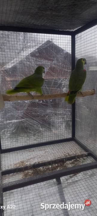 Amazonki nNebieskoczelne Pruchna