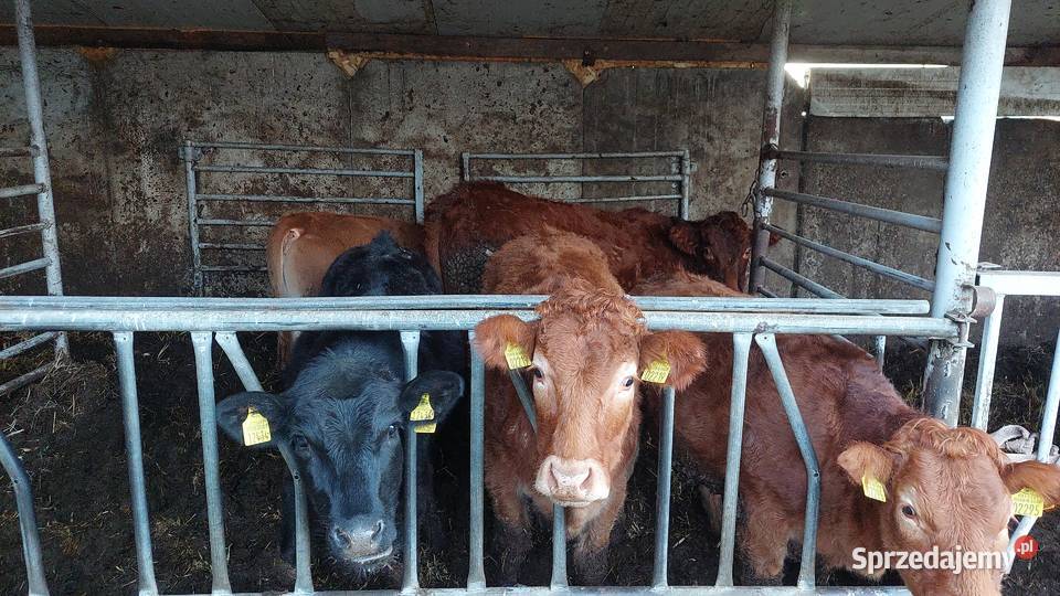 Odsadki jałówki lm limousine Strzelce Opolskie