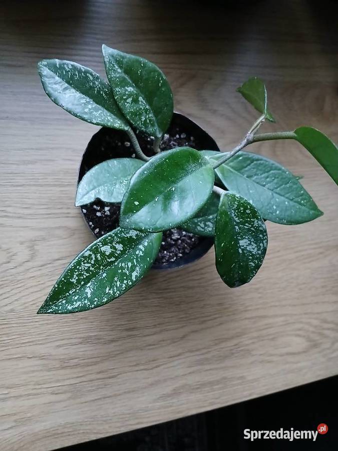 Hoya Carnosa Splash śląskie Częstochowa