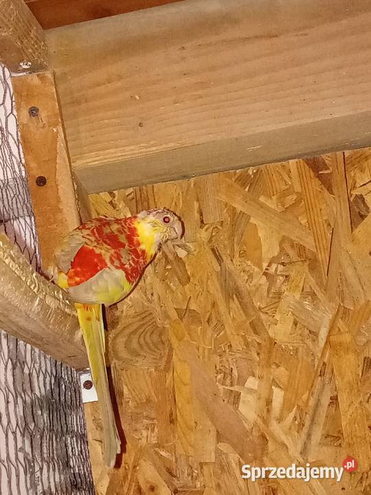 Świergotka seledynowa samiec 2025r Zwierzęta Sędziszów Małopolski