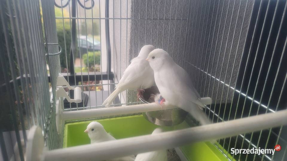 Biale i zolte kanarki Ptaki Wieliczka