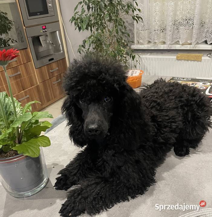 Pudel miniaturowy piesek Ostrożnica