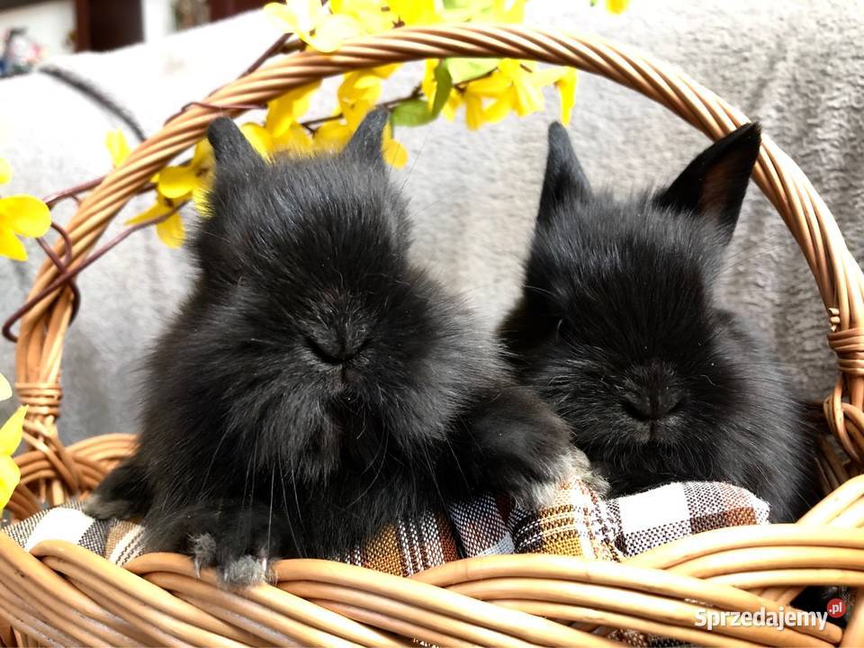 Króliki miniaturki teddy królik miniaturka Glinik Dolny