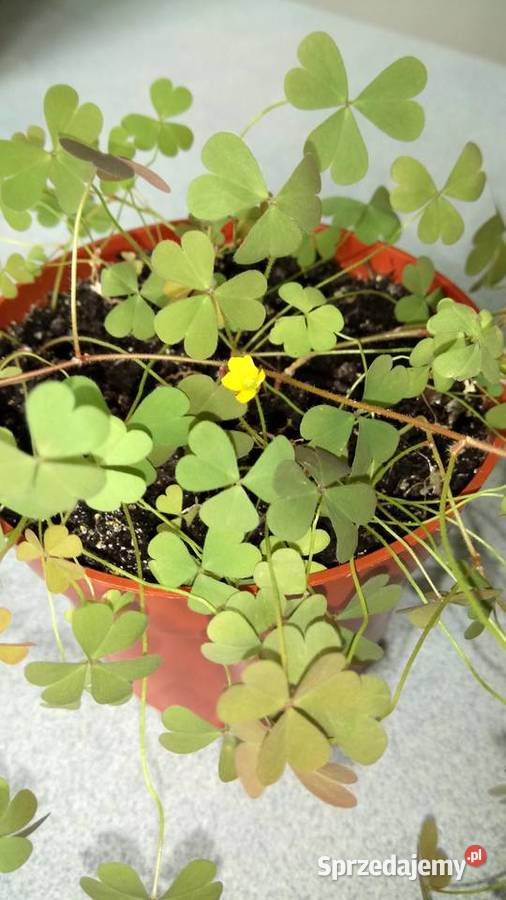 Eszeveria ciekawe sadzonki Warszawa